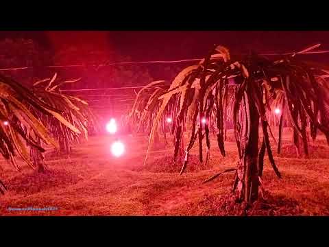 Dragon Fruits Garden/How to cultivation Dragon Furits/ড্রাগন ফল কিভাবে চাষ করা হয়?/ড্রাগন চাষ পদ্ধতি