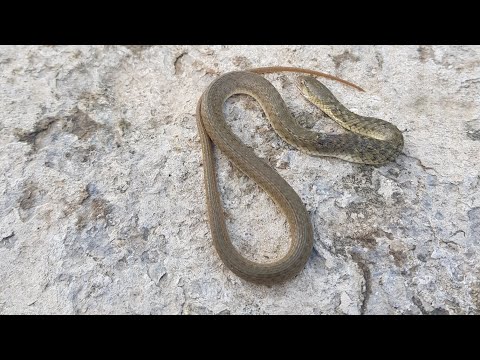 bara  snake  arrested hua  hai  ! brown snake  attack  ! snake  on water