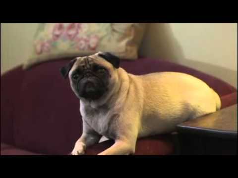 Ioan Ardelean as Charlie