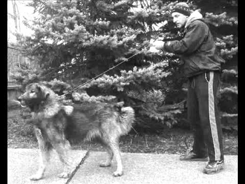 Sarplaninac litter announcement