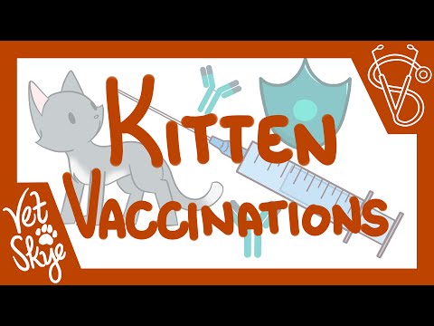 Everything you need to know about Kitten Vaccination