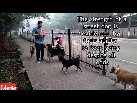 November 22, 2023🙏🏻 Street Dogs are considered as untouchables😥 but they're Angels of God😇#Dogs#