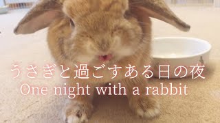 まったり過ごして癒されるうさぎと飼い主の夜の日常【Night life with a rabbit】