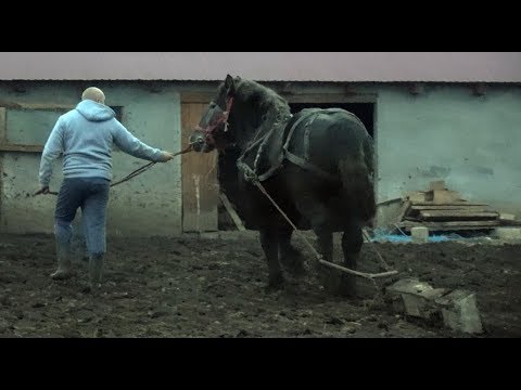 Armasarii lui Mihai de la Turda, Cluj - In vizita cu Nea' Costel si Dl. Daniel - 2019