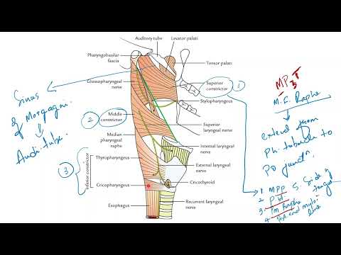 MUSCLES OF PHARYNX / NERVE SUPPLY / KILLIAN'S DEHISCENCE / CONSTRICTORS CLINICAL ASPECT