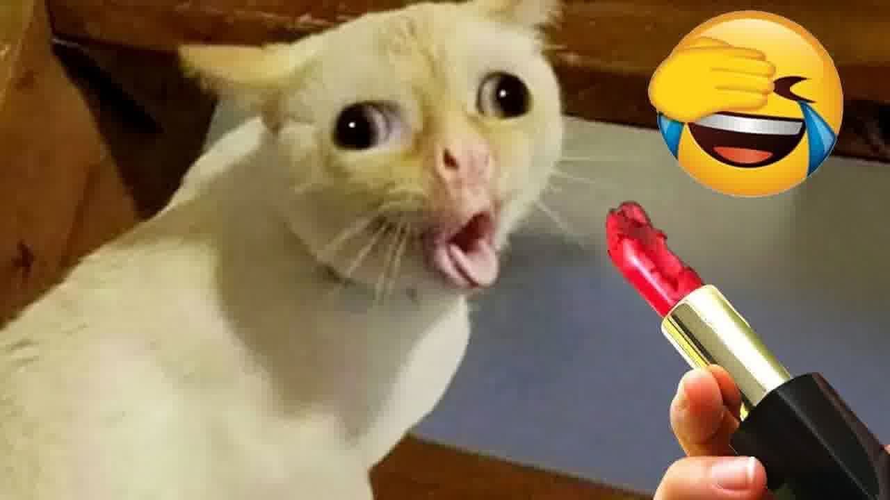 🤣 Best Cats Videos 😘😂 Best Funny Videos compilation Of The Month 🐕🐱