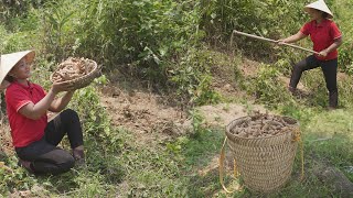Cá Thị Ly Harvesting Turmeric Go To Market Sell - Growing Turmeric, Cook dishes with Turmeric