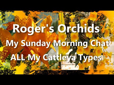 My Sunday Morning Chat - ALL My Cattleya Types