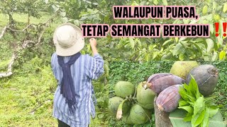 FULL VIDIO…MENANAM, MERAWAT, PANEN KELAPA MUDA DAN LANGSUNG DI JUAL DI TEMPAT‼️