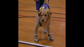 Download lagu 1997 Movie | Air Bud | Golden Retriever Playing Basketball mp3