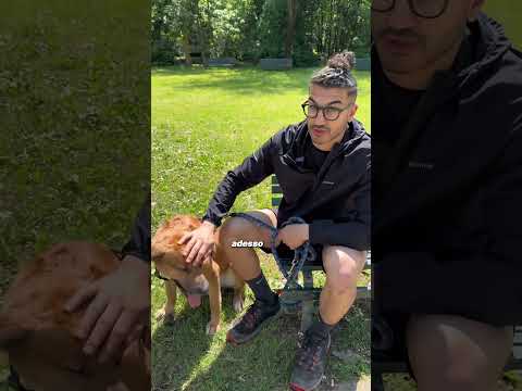 I cani sono anime pure ❤️