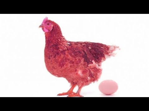 YouTube video about: Which bird lays the smallest egg?