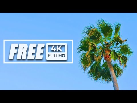 PALM TREE AND BLUE SKY / FREE 4K VIDEO / NATURE AMBIENCE
