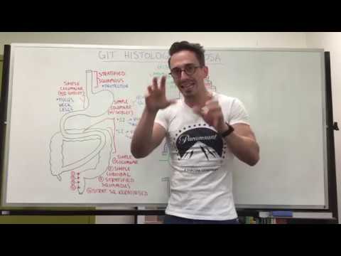 Mucosa | Gastrointestinal Tract Histology