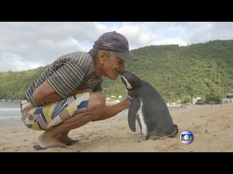 Grenzenlose Freundschaft: Pinguin schwimmt 8000 Kilometer zu seinem Retter | DER SPIEGEL