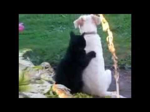 Cats & Dogs Latest Funny Clips   YouTube