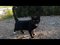 Cute Tuxedo Cat Talks To Me With A High Pitched Meow And Asks For Food