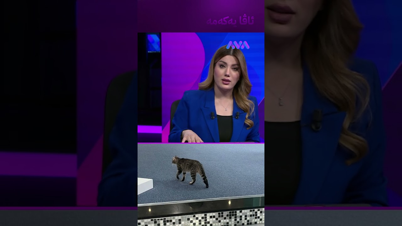 ڤیدیۆ | پشیلەکانی ئەنقەرە پرۆتۆکۆڵی ناتۆ دەشکێنن