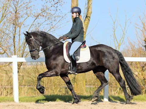 Stal Okkema's Hanna - Gerben x Tsjerk - Mare - 2018 - 1.62m