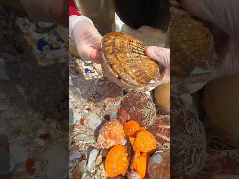 Sea Agate and Sea Crystal: Finding Hidden Treasures on the Shore and rare pearl
