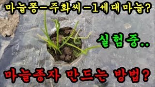 마늘농사 마늘쫑에서올라온 종자용 주화마늘 재배하는 모습입니다