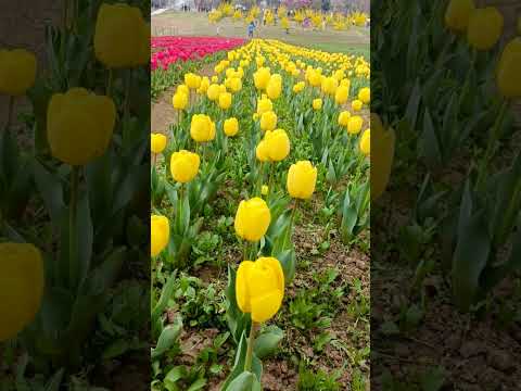 beautiful flowers 💐🌹