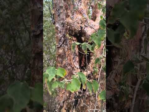 colmeia nativa em Jussara bahia