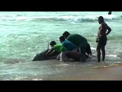斯里蘭卡人將擱淺的鯨魚推回海里 (Sri Lankans push beached whales back into sea)
