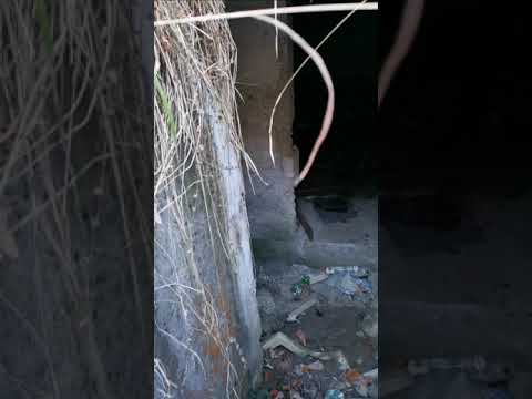 Buncarul de la Timisul de Jos,Brasov.2021