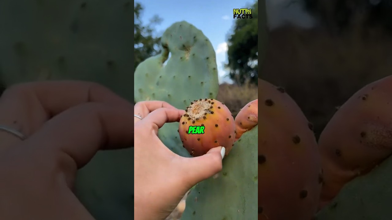 5 Juicy Fruits That Surprisingly Grow on Cactus🌵