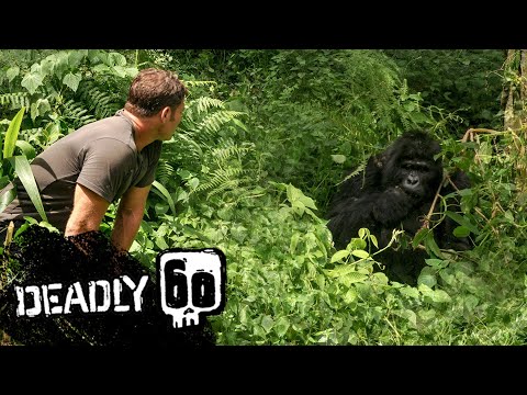 Gorilla Shows Steve Who's Boss! | Deadly 60 | BBC Earth Kids