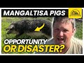 Are Mangalitsa Pigs Right for Your Farm? Profitable or Not?