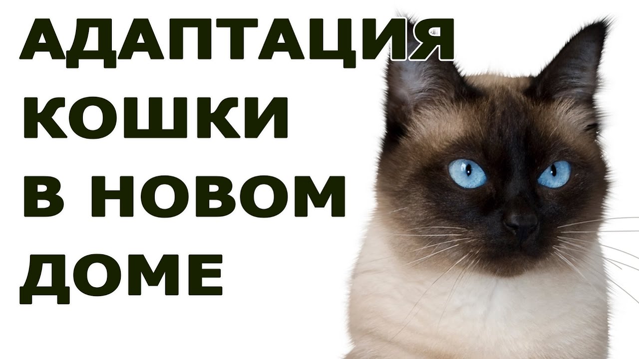 Адаптация взрослой кошки в новом доме. Как помочь кошке быстрее привыкнуть к новому дому?