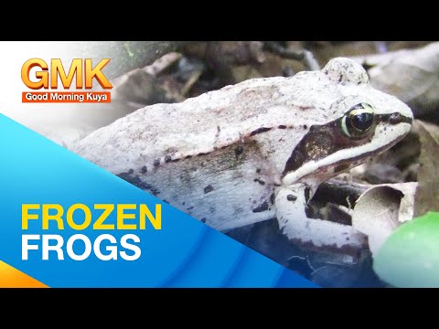 Hibernation facts about Wood Frogs Wonders of Creation