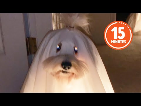 Les animaux de compagnie qui rejouent des films d'horreur 🤣 | meilleure compilation d'halloween