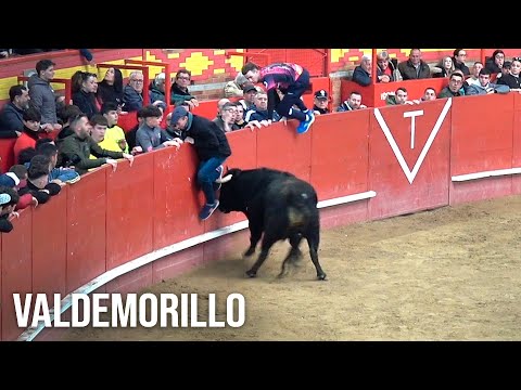 Valdemorillo 2025 Encierro y Capea con Toros Bravos