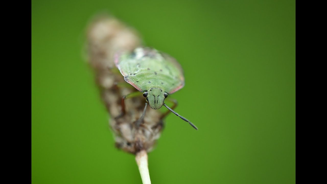Rüyada Böcek Öldürmek Ne Anlama Gelir