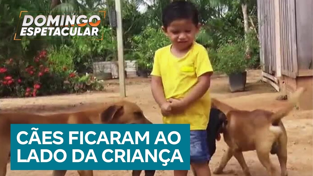 Menino de 2 anos sobrevive 16 horas perdido na mata com a ajuda de cães