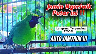 Download lagu Cucak ijo mini gacor banget bagus buat pancingan jomin bahan agar ikut gacor mp3