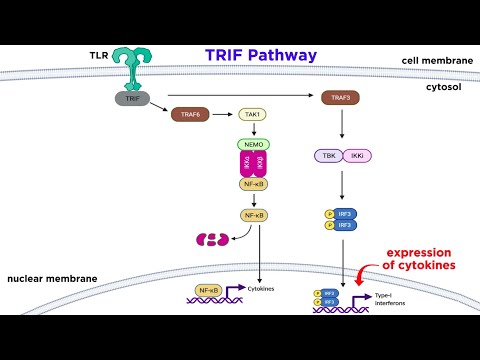 Pattern Recognition Receptors