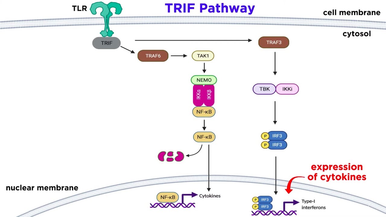 Pattern Recognition Receptors