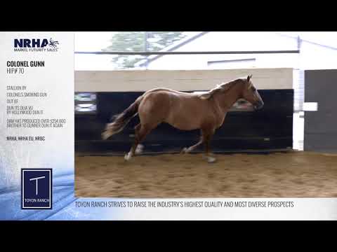 COLONEL GUNN   HIP# 70