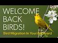 Bird Migration In Your Backyard Live Event [Recording] | Welcome Back Birds!