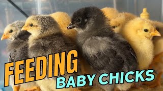 Feeding Day-old Chicks: What You Need To Know!