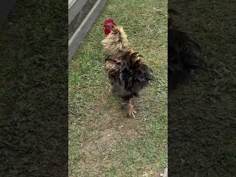Chinacota, #nortedesantander #nature #reel #youtube #animals #travel
