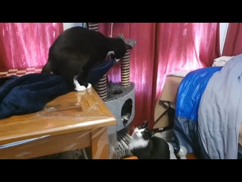 MALE NEUTERED CAT TRYING TO MATE WITH A FLEECE BLANKET - VERY FUNNY!