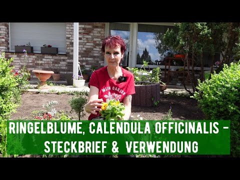 , title : 'Ringelblume, Calendula officinalis - Steckbrief & Verwendung'