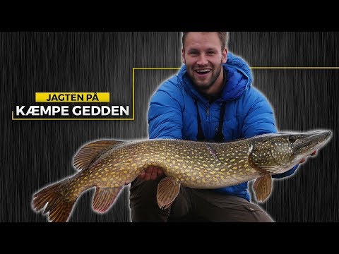 JAGTEN PÅ KÆMPE GEDDEN — Meters Gedde Bonanza (#3)