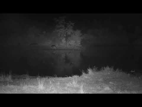 Djuma: Second Antelope(Impala this time) chased into dam by Hyenas-later caught - 04:29 - 06/15/21