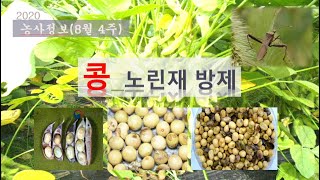 [농사정보] (8월4주)  콩_노린재